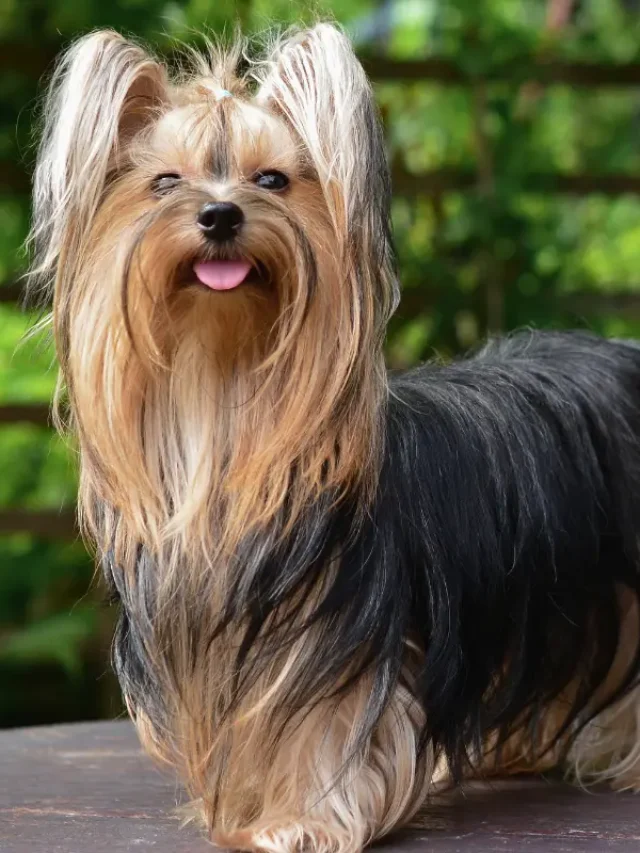 Fases da Vida de um Yorkshire Terrier