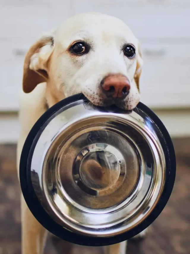 Melhores Rações para Cães e Gatos