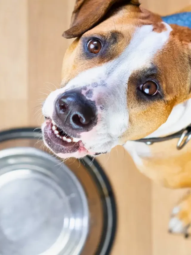 10 Alimentos Tóxicos para Cães e Gatos: Proteja Seus Pets